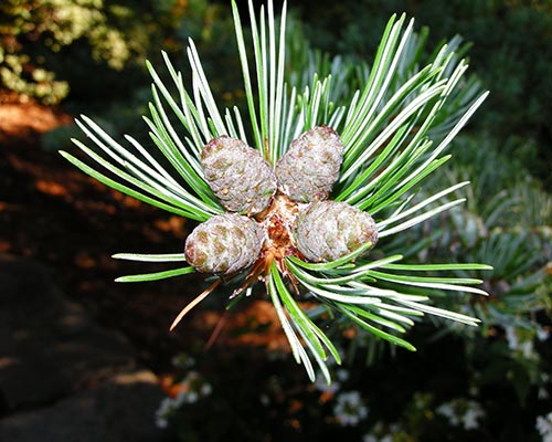 White pine